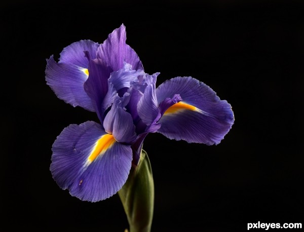 Iris