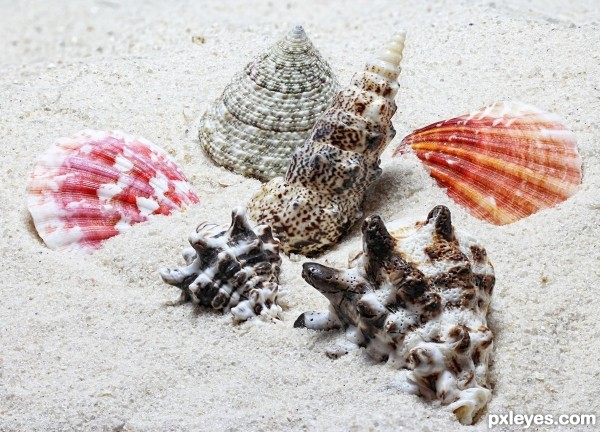 Shells