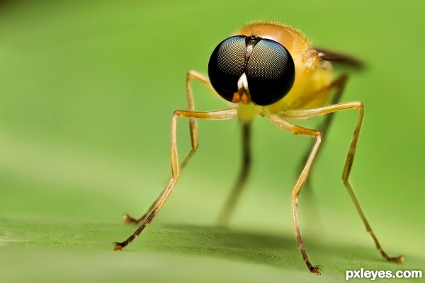 Creation of Stilt Winged Fly: Final Result