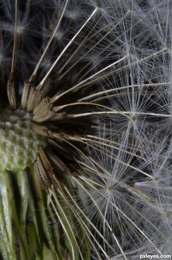 Creation of Dandelion  Seeds: Step 1