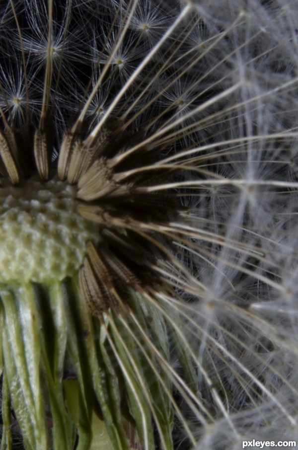 Creation of Dandelion  Seeds: Step 4