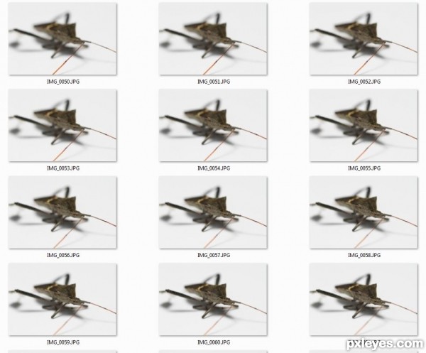 Creation of Bug: Step 1