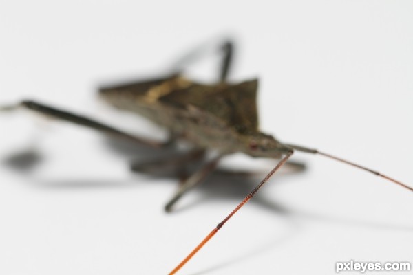 Creation of Bug: Step 5