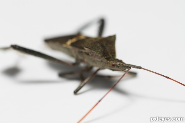 Creation of Bug: Step 6