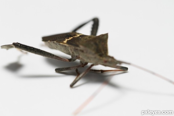 Creation of Bug: Step 7