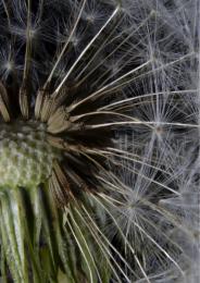 Dandelion  Seeds