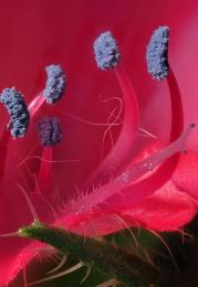 Echium plantagineum flower