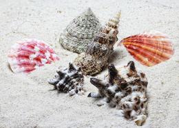 Shells