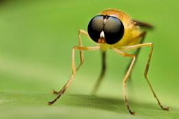 Stilt Winged Fly Picture