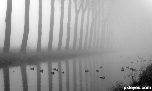 Fog on ducks