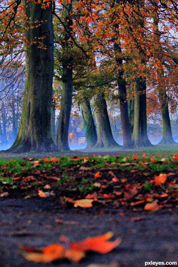 Mist Trees