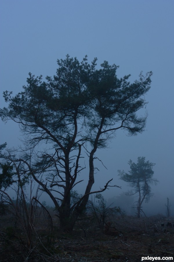 Trees in fog