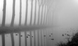 Fog on ducks