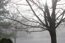 FoggyMorning