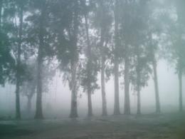 FoggyRoadside