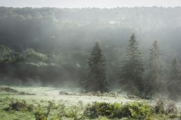 Early morning