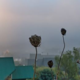 morningfog