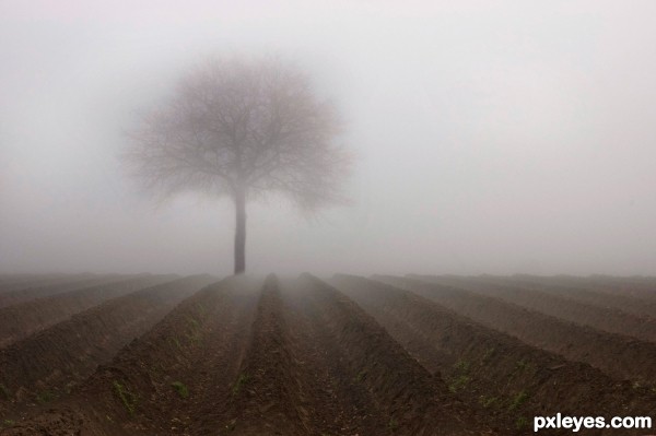 Foggy Tree