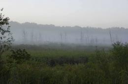 Foggy Marsh