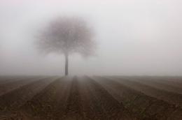 Foggy Tree Picture