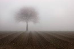 Foggy Tree