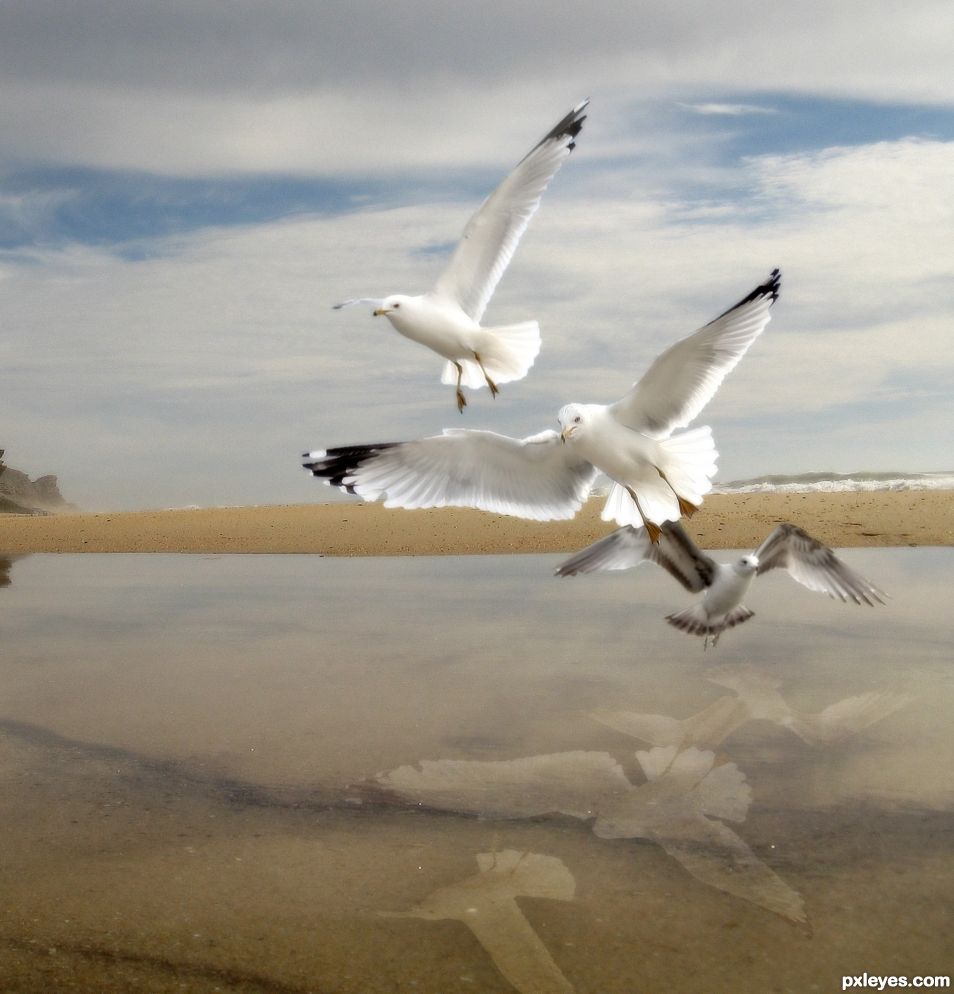 Seagulls at the Shore