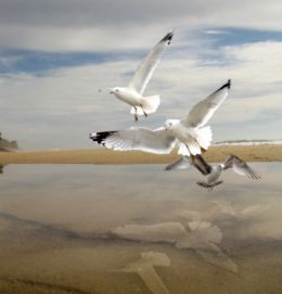 Seagulls at the Shore