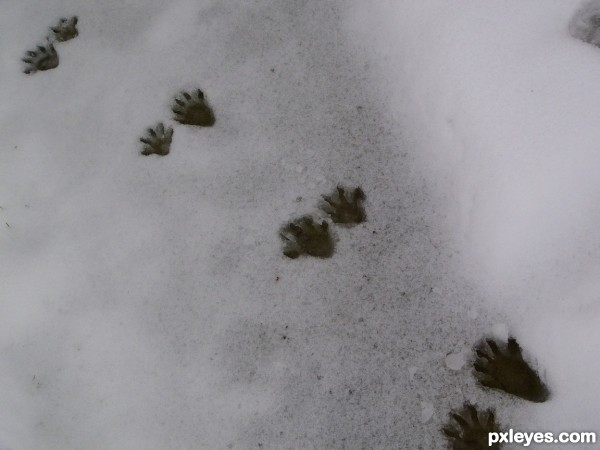 Raccoon Prints