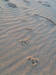 CrossingPaths