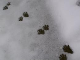 Raccoon Prints