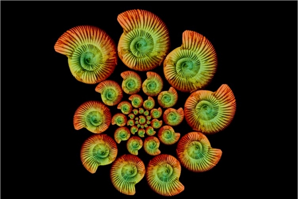 Creation of Almost fractal: Step 6