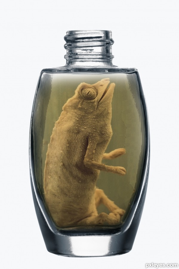 Creation of Luxury Exotic Drink: Step 4
