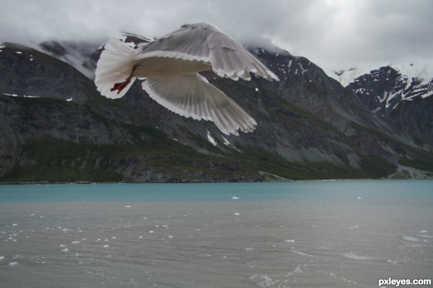 Creation of Mutant SeaGulls Waiting for Lunch: Step 1