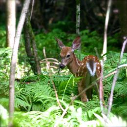 Fawn