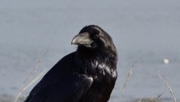 Crow