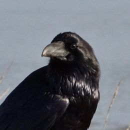 Crow