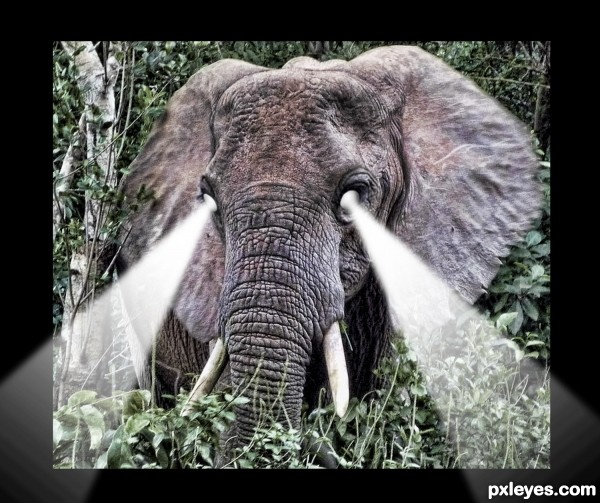 The White Eyed Elephant