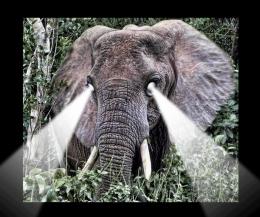 The White Eyed Elephant