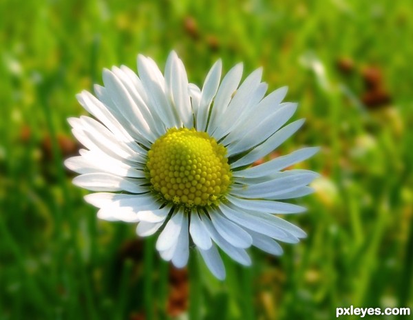 Daisy flower