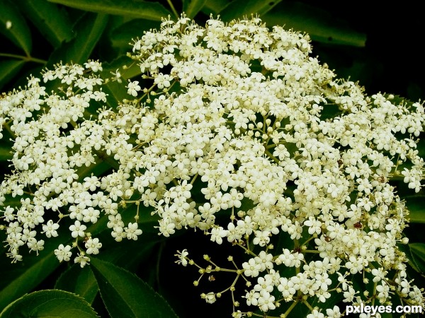 Fractal blossom