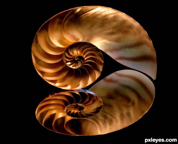 Fractal Shell