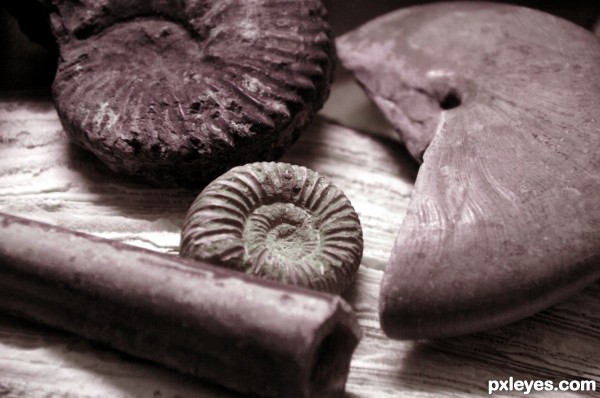 Ammonites