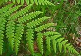 fern