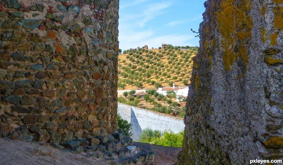 Olive grove through the old walls