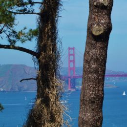 GoldenGateBridge