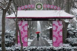 Red umbrella in the snow