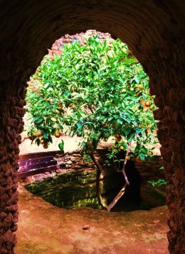 Subterranean Citrus