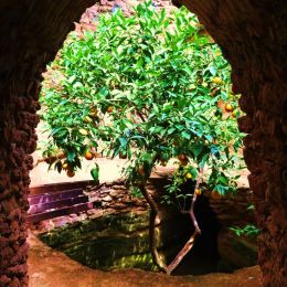 SubterraneanCitrus