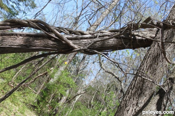 Tree Vine Frame