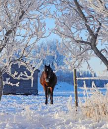 Framed in Frosty Boughs